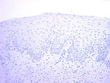 Anti-PCNA Antibody, clone PC10 clone PC10, Chemicon&#174;, from mouse