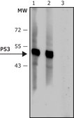 Anti-p53 antibody, Mouse monoclonal clone BP53-12, purified from hybridoma cell culture