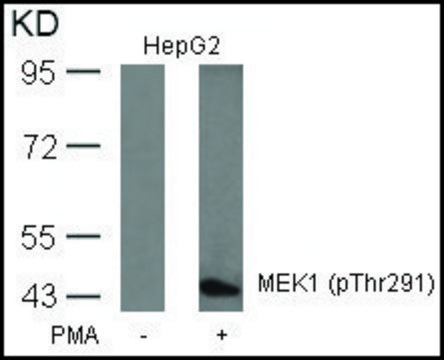 Anti-phospho-MAP2K1 (pThr291) antibody produced in rabbit affinity isolated antibody
