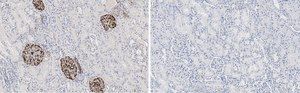 Anti-Nestin Antibody, clone 10C2 ZooMAb&#174; Mouse Monoclonal recombinant, expressed in HEK 293 cells