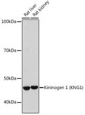 Anti-Kininogen 1 (KNG1) antibody produced in rabbit