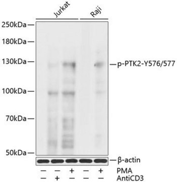 Anti-Phospho-PTK2-Y576/577 antibody produced in rabbit