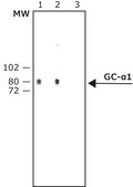 Anti-Guanylyl Cyclase &#945;1 antibody produced in rabbit IgG fraction of antiserum, buffered aqueous solution