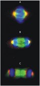 Monoclonal Anti-gammaTubulin antibody produced in mouse clone TU-30