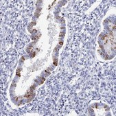 Anti-PDE4C antibody produced in rabbit Prestige Antibodies® Powered by Atlas Antibodies, affinity isolated antibody, buffered aqueous glycerol solution