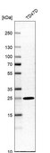 Anti-PEX11B antibody produced in rabbit Prestige Antibodies&#174; Powered by Atlas Antibodies, affinity isolated antibody, buffered aqueous glycerol solution
