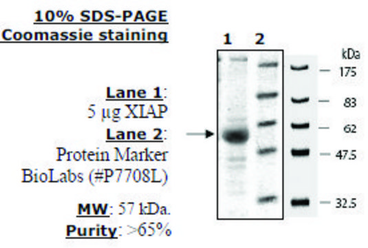 XIAP Active human recombinant, expressed in baculovirus infected insect cells, &#8805;65% (SDS-PAGE)
