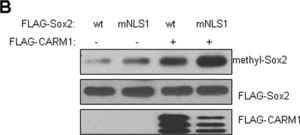 Anti-Sox2 Antibody Chemicon&#174;, from rabbit