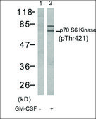 Anti-phospho-RPS6KB1 (pThr421) antibody produced in rabbit affinity isolated antibody