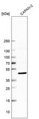Anti-KLF2 antibody produced in rabbit Prestige Antibodies&#174; Powered by Atlas Antibodies, affinity isolated antibody, buffered aqueous glycerol solution