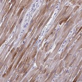 Anti-PERM1 antibody produced in rabbit Prestige Antibodies&#174; Powered by Atlas Antibodies, affinity isolated antibody, buffered aqueous glycerol solution