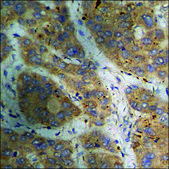 Anti-phospho-CaMK2 α/β/δ (pThr305) antibody produced in rabbit affinity isolated antibody