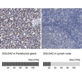 Anti-GOLGA2 antibody produced in rabbit Prestige Antibodies&#174; Powered by Atlas Antibodies, affinity isolated antibody, buffered aqueous glycerol solution