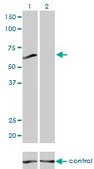 Monoclonal Anti-PPP3CB antibody produced in mouse clone 5D3, purified immunoglobulin, buffered aqueous solution