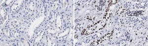 Anti-Lamin B1 Antibody, clone 6K22, ZooMAb® Rabbit Monoclonal recombinant, expressed in HEK 293 cells