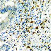 Anti-phospho-MDM4 (pSer367) antibody produced in rabbit affinity isolated antibody