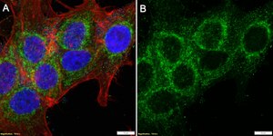 Anti-GDF15/NAG-1 Antibody, clone 1K11 ZooMAb&#174; Rabbit Monoclonal recombinant, expressed in HEK 293 cells
