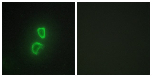 Anti-TNFSF11 antibody produced in rabbit affinity isolated antibody