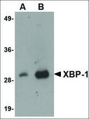 Monoclonal Anti-XBP-1 antibody produced in mouse clone 9B7E5, purified immunoglobulin, buffered aqueous solution