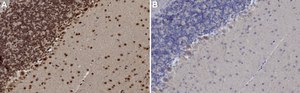 Anti-Tbr2 Antibody from chicken, purified by affinity chromatography