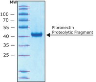 Fibronectin Proteolytic Fragment from human plasma lyophilized powder, 45 kDa