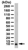 Anti-S100B Antibody from rabbit, purified by affinity chromatography