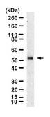 Anti-CXCR2/IL-8RB Antibody, clone 2D18 ZooMAb&#174; Rabbit Monoclonal recombinant, expressed in HEK 293 cells
