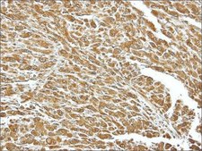 Anti-HSPA8 antibody produced in rabbit