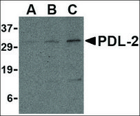 Anti-PDL-2 antibody produced in rabbit affinity isolated antibody, buffered aqueous solution