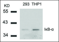 Anti-NFKBIA (Ab-42) antibody produced in rabbit affinity isolated antibody
