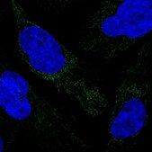 Anti-MRPS34 antibody produced in rabbit Prestige Antibodies&#174; Powered by Atlas Antibodies, affinity isolated antibody, buffered aqueous glycerol solution