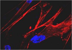Anti-Nestin, Human Antibody serum, from rabbit