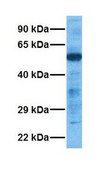 Anti-HNF4A antibody produced in rabbit affinity isolated antibody