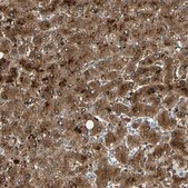 Anti-PEBP1 antibody produced in rabbit Prestige Antibodies&#174; Powered by Atlas Antibodies, affinity isolated antibody, buffered aqueous glycerol solution