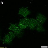 Anti-Apaf-1 Antibody, clone 1C7 ZooMAb&#174; Rabbit Monoclonal recombinant, expressed in HEK 293 cells