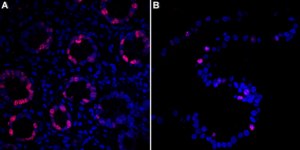 Anti-Ki67 Antibody, clone 1O15, ZooMAb® Rabbit Monoclonal recombinant, expressed in HEK 293 cells
