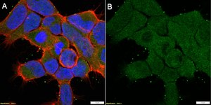 Anti-CaM Kinase II β Antibody, clone 1F13 ZooMAb® Rabbit Monoclonal recombinant, expressed in HEK 293 cells