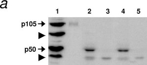 Anti-Huntingtin Protein Antibody, a.a. 181-810, clone 1HU-4C8 ascites fluid, clone 1HU-4C8, Chemicon&#174;