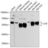 Anti-CAT antibody produced in rabbit