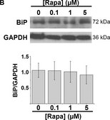 Anti-GRP78/BiP (GL-19) antibody produced in rabbit IgG fraction of antiserum, buffered aqueous solution