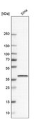 Anti-BSG antibody produced in rabbit Prestige Antibodies® Powered by Atlas Antibodies, affinity isolated antibody