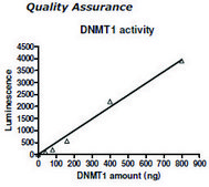 DNMT1 Active human recombinant, expressed in baculovirus infected insect cells, &#8805;50% (SDS-PAGE)