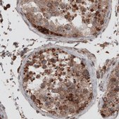 Monoclonal Anti-PDIA3 antibody produced in mouse Prestige Antibodies&#174; Powered by Atlas Antibodies, clone CL2452, purified immunoglobulin, buffered aqueous glycerol solution