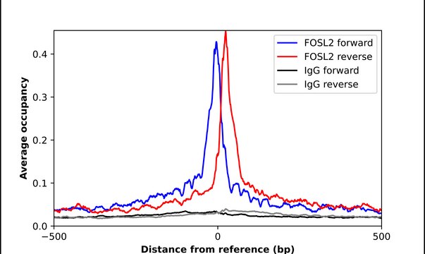 Anti-FOSL2 antibody produced in rabbit Prestige Antibodies&#174; Powered by Atlas Antibodies, affinity isolated antibody, buffered aqueous glycerol solution