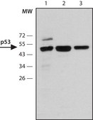 Anti-p53 antibody, Mouse monoclonal clone DO-7, purified from hybridoma cell culture