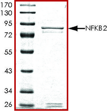 NFKB2 (1-454), GST tagged human recombinant, expressed in baculovirus infected Sf9 cells, &#8805;70% (SDS-PAGE), buffered aqueous glycerol solution