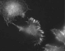 Anti-Fascin Antibody, clone 55K2 clone 55K2, Chemicon&#174;, from mouse