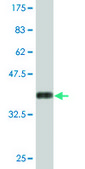 Monoclonal Anti-CBX1 antibody produced in mouse clone 4E12, purified immunoglobulin, buffered aqueous solution