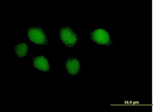 Anti-POLE antibody produced in mouse IgG fraction of antiserum, buffered aqueous solution