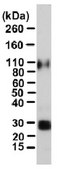 Anti-TGN46, Antibody from rabbit, purified by affinity chromatography